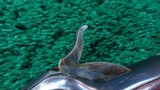 ANTIQUE SERIAL NUMBER WINCHESTER MODEL 1892 RIFLE CHAMBERED IN 44 WCF - 15 of 23