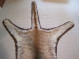 Mountain Lion Trophy Rug Mount 7' 7 - 4 of 4
