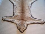 Mountain Lion Trophy Rug Mount 7' 7 - 3 of 4