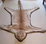 Mountain Lion Trophy Rug Mount 7' 7 - 2 of 4