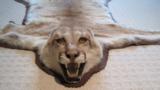 Mountain Lion Trophy Rug Mount 7' 7 - 1 of 4