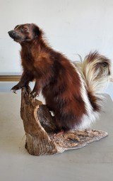 Mounted Skunk - 1 of 1