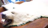 Huge Legal Polar Bear Rug - 2 of 10