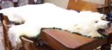 Huge Legal Polar Bear Rug - 4 of 10