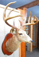 Huge Boone & Crocket Texas Whitetail Mount - 2 of 9