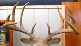 Huge Boone & Crocket Texas Whitetail Mount - 5 of 9