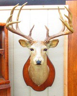 Huge Boone & Crocket Texas Whitetail Mount - 1 of 9