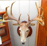 Huge Boone & Crocket Texas Whitetail Mount - 6 of 9