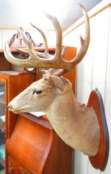 Huge Boone & Crocket Texas Whitetail Mount - 4 of 9