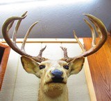Huge Boone & Crocket Texas Whitetail Mount - 7 of 9