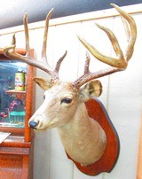 Huge Boone & Crocket Texas Whitetail Mount - 3 of 9