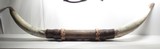 DECORATIVE STEER HORNS from COLLECTING TEXAS – 43” TIP to TIP - 6 of 9