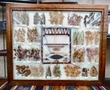 FANTASTIC NAVAJO FRAMED WOOL PLANTS DISPLAY from COLLECTING TEXAS – PLANTS DISPLAY for DYEING WOOL USED on HANDMADE NAVAJO RUGS - 1 of 9