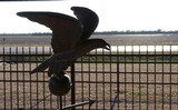 ANTIQUE COPPER FLYING EAGLE WEATHER VANE from COLLECTING TEXAS - 5 of 13