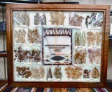 FANTASTIC NAVAJO FRAMED WOOL PLANTS DISPLAY from COLLECTING TEXAS – PLANTS DISPLAY for DYEING WOOL USED for HANDMADE NAVAJO RUGS