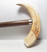 ANTIQUE HORN/TUSK HANDLE WOODEN CANE from COLLECTING TEXAS - 2 of 7