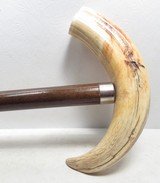 ANTIQUE HORN/TUSK HANDLE WOODEN CANE from COLLECTING TEXAS - 5 of 7