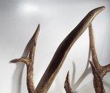 TOP 10 ARKANSAS STATE BOONE & CROCKETT CLUB RECORD DEER ANTLERS from COLLECTING TEXAS – 161-5/8 POINT CERTIFIED BUCK with CERTIFICATE - 6 of 13