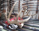 TOP 10 ARKANSAS STATE BOONE & CROCKETT CLUB RECORD DEER ANTLERS from COLLECTING TEXAS – 161-5/8 POINT CERTIFIED BUCK with CERTIFICATE - 11 of 13