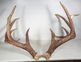 TOP 10 ARKANSAS STATE BOONE & CROCKETT CLUB RECORD DEER ANTLERS from COLLECTING TEXAS – 161-5/8 POINT CERTIFIED BUCK with CERTIFICATE - 7 of 13