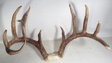 TOP 10 ARKANSAS STATE BOONE & CROCKETT CLUB RECORD DEER ANTLERS from COLLECTING TEXAS – 161-5/8 POINT CERTIFIED BUCK with CERTIFICATE - 4 of 13