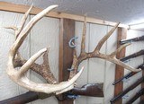 TOP 10 ARKANSAS STATE BOONE & CROCKETT CLUB RECORD DEER ANTLERS from COLLECTING TEXAS – 161-5/8 POINT CERTIFIED BUCK with CERTIFICATE - 9 of 13