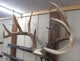 TOP 10 ARKANSAS STATE BOONE & CROCKETT CLUB RECORD DEER ANTLERS from COLLECTING TEXAS – 161-5/8 POINT CERTIFIED BUCK with CERTIFICATE - 8 of 13