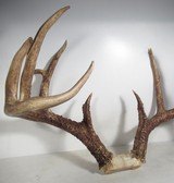 TOP 10 ARKANSAS STATE BOONE & CROCKETT CLUB RECORD DEER ANTLERS from COLLECTING TEXAS – 161-5/8 POINT CERTIFIED BUCK with CERTIFICATE - 5 of 13