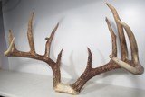 TOP 10 ARKANSAS STATE BOONE & CROCKETT CLUB RECORD DEER ANTLERS from COLLECTING TEXAS – 161-5/8 POINT CERTIFIED BUCK with CERTIFICATE - 3 of 13