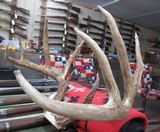 TOP 10 ARKANSAS STATE BOONE & CROCKETT CLUB RECORD DEER ANTLERS from COLLECTING TEXAS – 161-5/8 POINT CERTIFIED BUCK with CERTIFICATE - 12 of 13