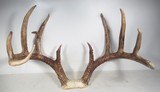TOP 10 ARKANSAS STATE BOONE & CROCKETT CLUB RECORD DEER ANTLERS from COLLECTING TEXAS – 161-5/8 POINT CERTIFIED BUCK with CERTIFICATE - 2 of 13