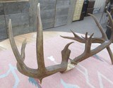 HUGE 19-POINT WHITETAIL DEER ANTLERS with DROP-TINES from COLLECTING TEXAS - 6 of 16