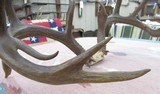 HUGE 19-POINT WHITETAIL DEER ANTLERS with DROP-TINES from COLLECTING TEXAS - 14 of 16