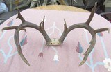 HUGE 19-POINT WHITETAIL DEER ANTLERS with DROP-TINES from COLLECTING TEXAS - 1 of 16