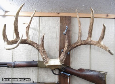 TOP 10 ARKANSAS STATE BOONE & CROCKETT CLUB RECORD DEER ANTLERS from COLLECTING TEXAS – 161-5/8 POINT CERTIFIED BUCK with CERTIFICATE