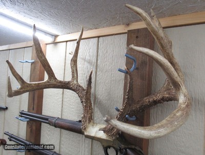TOP 10 ARKANSAS STATE BOONE & CROCKETT CLUB RECORD DEER ANTLERS from COLLECTING TEXAS – 161-5/8 POINT CERTIFIED BUCK with CERTIFICATE - Image 8 of 13