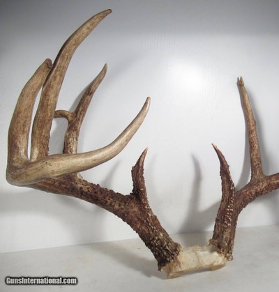 TOP 10 ARKANSAS STATE BOONE & CROCKETT CLUB RECORD DEER ANTLERS from COLLECTING TEXAS – 161-5/8 POINT CERTIFIED BUCK with CERTIFICATE - Image 5 of 13