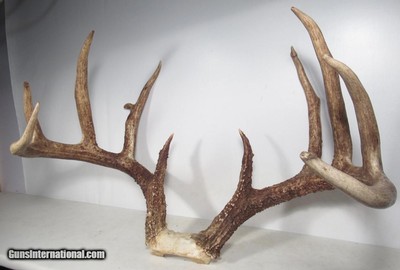TOP 10 ARKANSAS STATE BOONE & CROCKETT CLUB RECORD DEER ANTLERS from COLLECTING TEXAS – 161-5/8 POINT CERTIFIED BUCK with CERTIFICATE - Image 3 of 13
