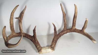 TOP 10 ARKANSAS STATE BOONE & CROCKETT CLUB RECORD DEER ANTLERS from COLLECTING TEXAS – 161-5/8 POINT CERTIFIED BUCK with CERTIFICATE - Image 4 of 13