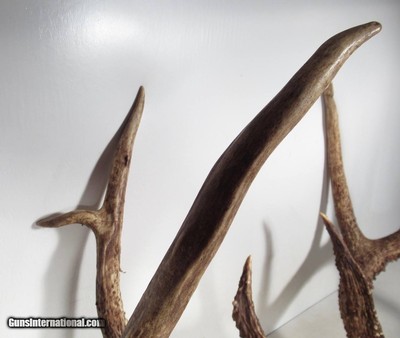 TOP 10 ARKANSAS STATE BOONE & CROCKETT CLUB RECORD DEER ANTLERS from COLLECTING TEXAS – 161-5/8 POINT CERTIFIED BUCK with CERTIFICATE - Image 6 of 13