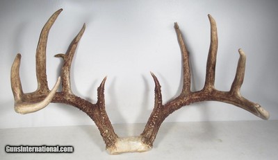 TOP 10 ARKANSAS STATE BOONE & CROCKETT CLUB RECORD DEER ANTLERS from COLLECTING TEXAS – 161-5/8 POINT CERTIFIED BUCK with CERTIFICATE - Image 2 of 13