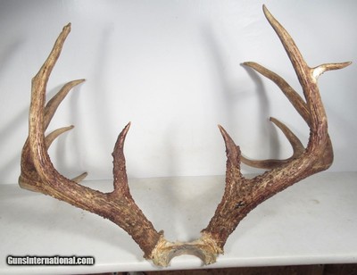 TOP 10 ARKANSAS STATE BOONE & CROCKETT CLUB RECORD DEER ANTLERS from COLLECTING TEXAS – 161-5/8 POINT CERTIFIED BUCK with CERTIFICATE - Image 7 of 13