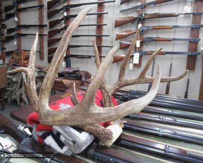TOP 10 ARKANSAS STATE BOONE & CROCKETT CLUB RECORD DEER ANTLERS from COLLECTING TEXAS – 161-5/8 POINT CERTIFIED BUCK with CERTIFICATE - Image 11 of 13