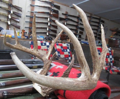 TOP 10 ARKANSAS STATE BOONE & CROCKETT CLUB RECORD DEER ANTLERS from COLLECTING TEXAS – 161-5/8 POINT CERTIFIED BUCK with CERTIFICATE - Image 12 of 13