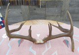 HUGE 19-POINT TROPHY WHITETAIL DEER ANTLERS with DROP-TINES from COLLECTING TEXAS - 5 of 16