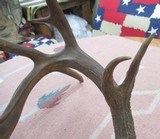 HUGE 19-POINT TROPHY WHITETAIL DEER ANTLERS with DROP-TINES from COLLECTING TEXAS - 12 of 16