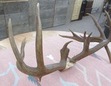 HUGE 19-POINT TROPHY WHITETAIL DEER ANTLERS with DROP-TINES from COLLECTING TEXAS - 6 of 16