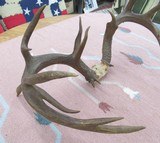 HUGE 19-POINT TROPHY WHITETAIL DEER ANTLERS with DROP-TINES from COLLECTING TEXAS - 2 of 16