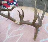 HUGE 19-POINT TROPHY WHITETAIL DEER ANTLERS with DROP-TINES from COLLECTING TEXAS - 4 of 16