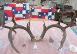 HUGE 19-POINT TROPHY WHITETAIL DEER ANTLERS with DROP-TINES from COLLECTING TEXAS - 16 of 16